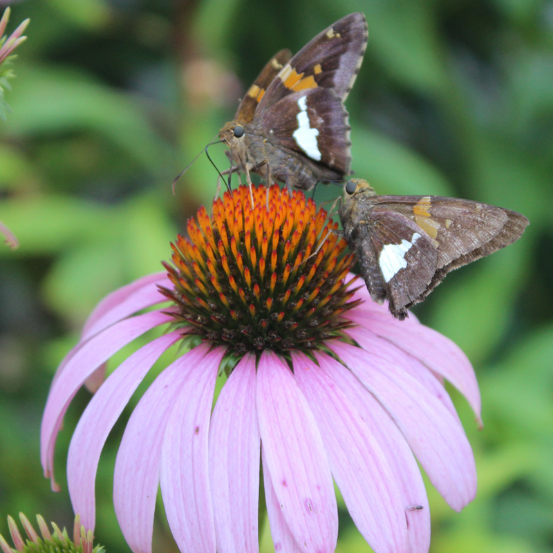 Find plants native to Kentucky for your garden and landscaping