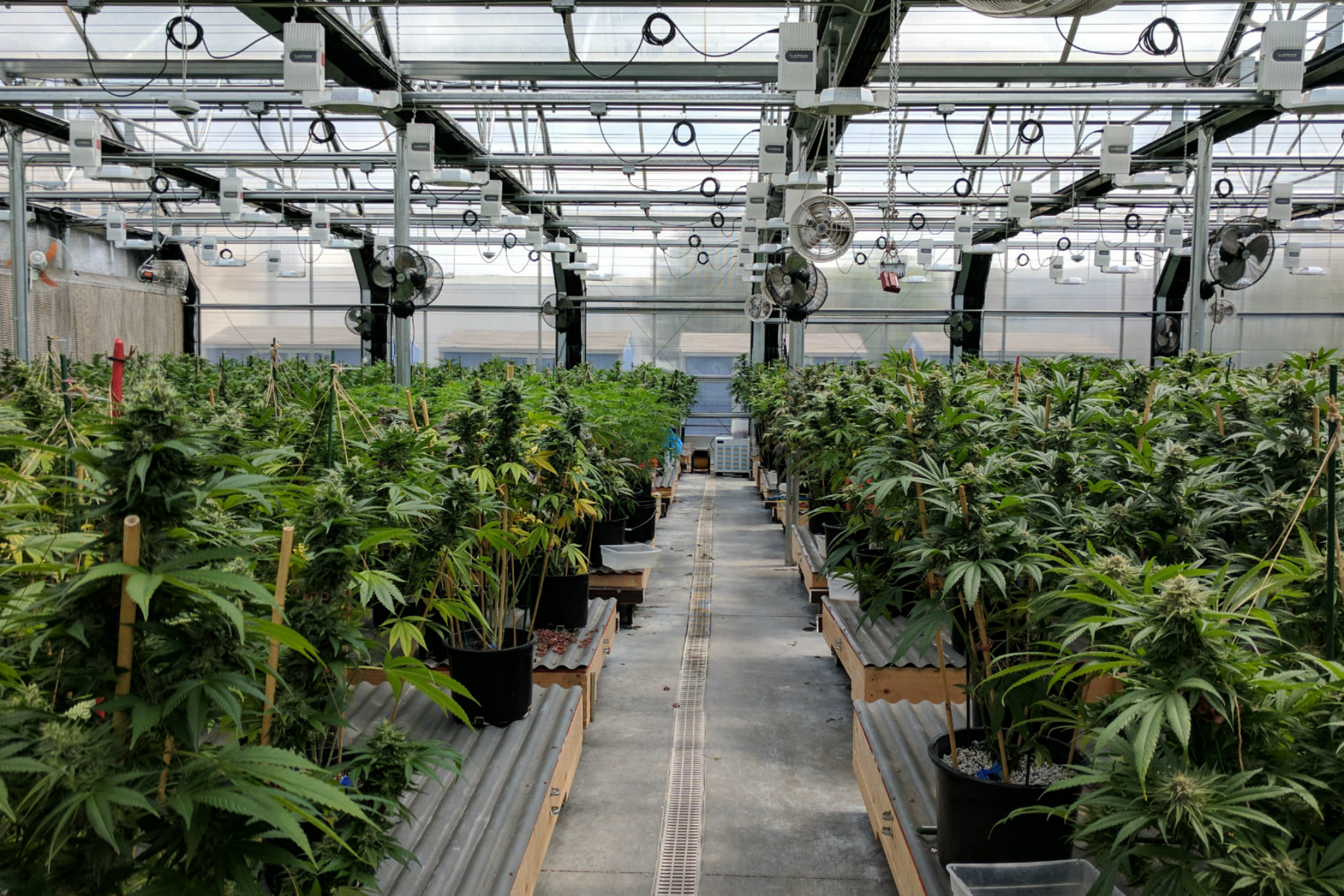 Design tips for your cultivation cannabis facility Toronto