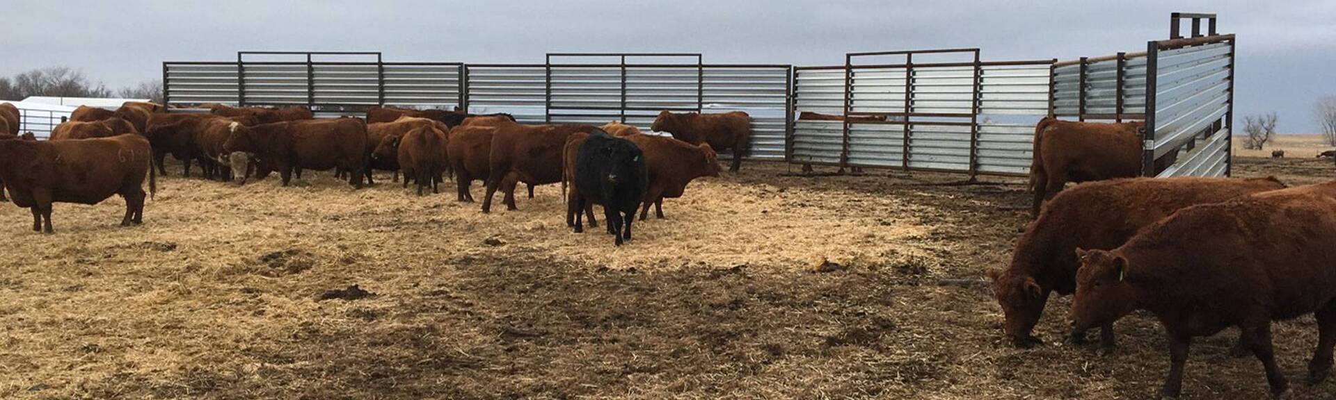 C&W Welding South Dakota Cattle Equipment