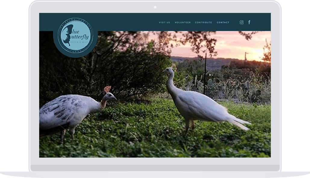 Masonry Blue Butterfly Farm