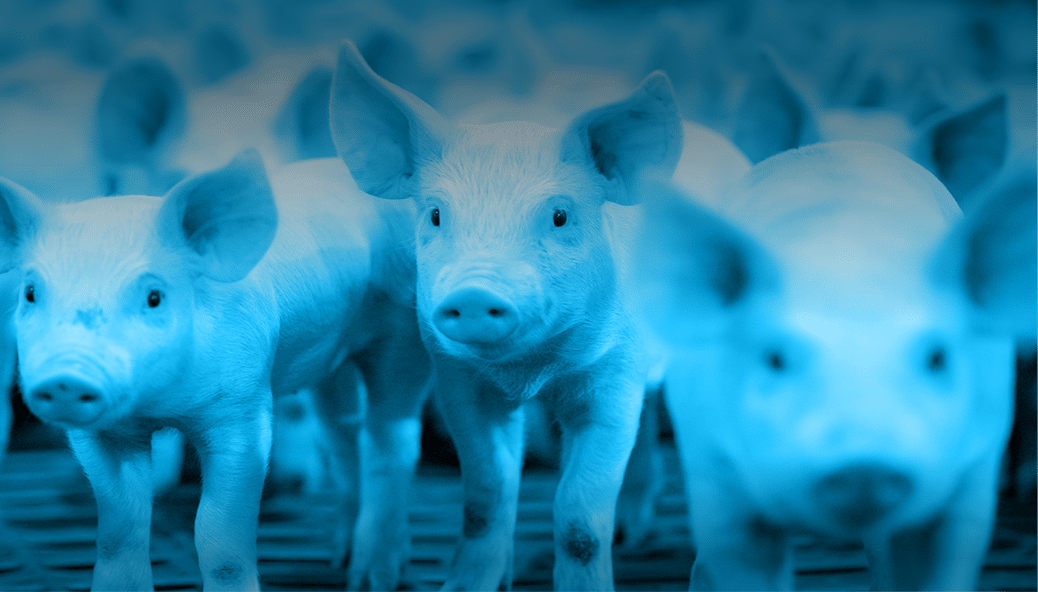 Gilts vs Barrows GILTS vs. BARROWS