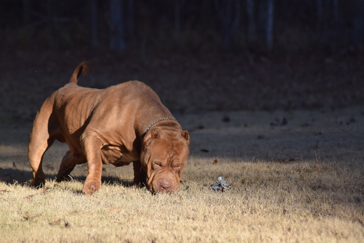 Parlay Top XL Bullies