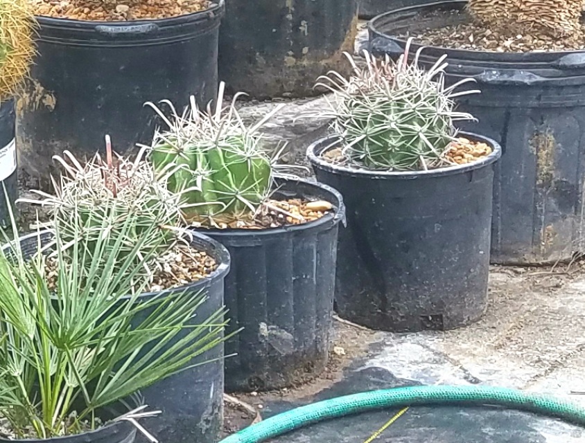 Fish Hook Barrel Cactus