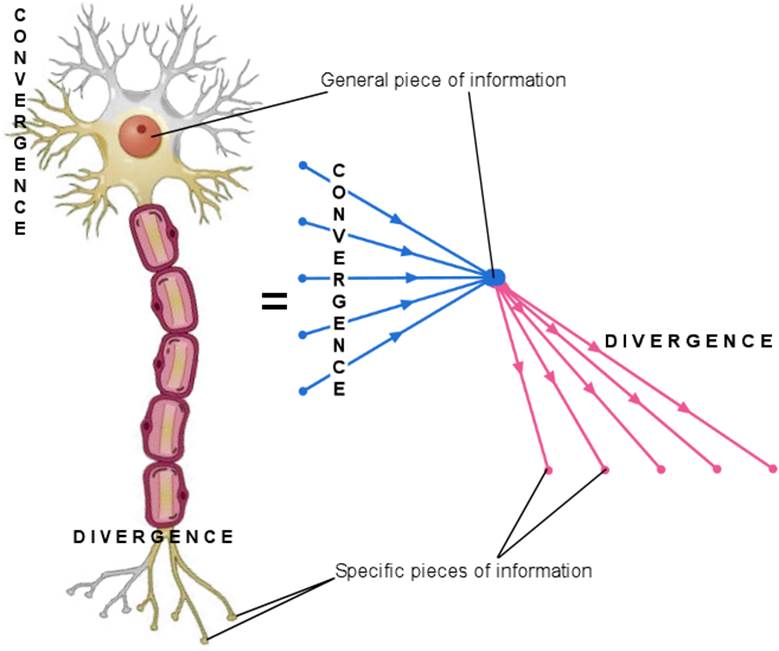 The Fundamental Difference between Men and Women, Part 1 Neurons