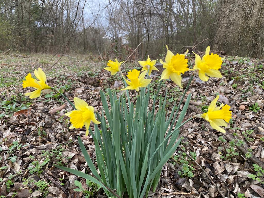 Lent lily The Wild Daffodil The Bulb Hunter
