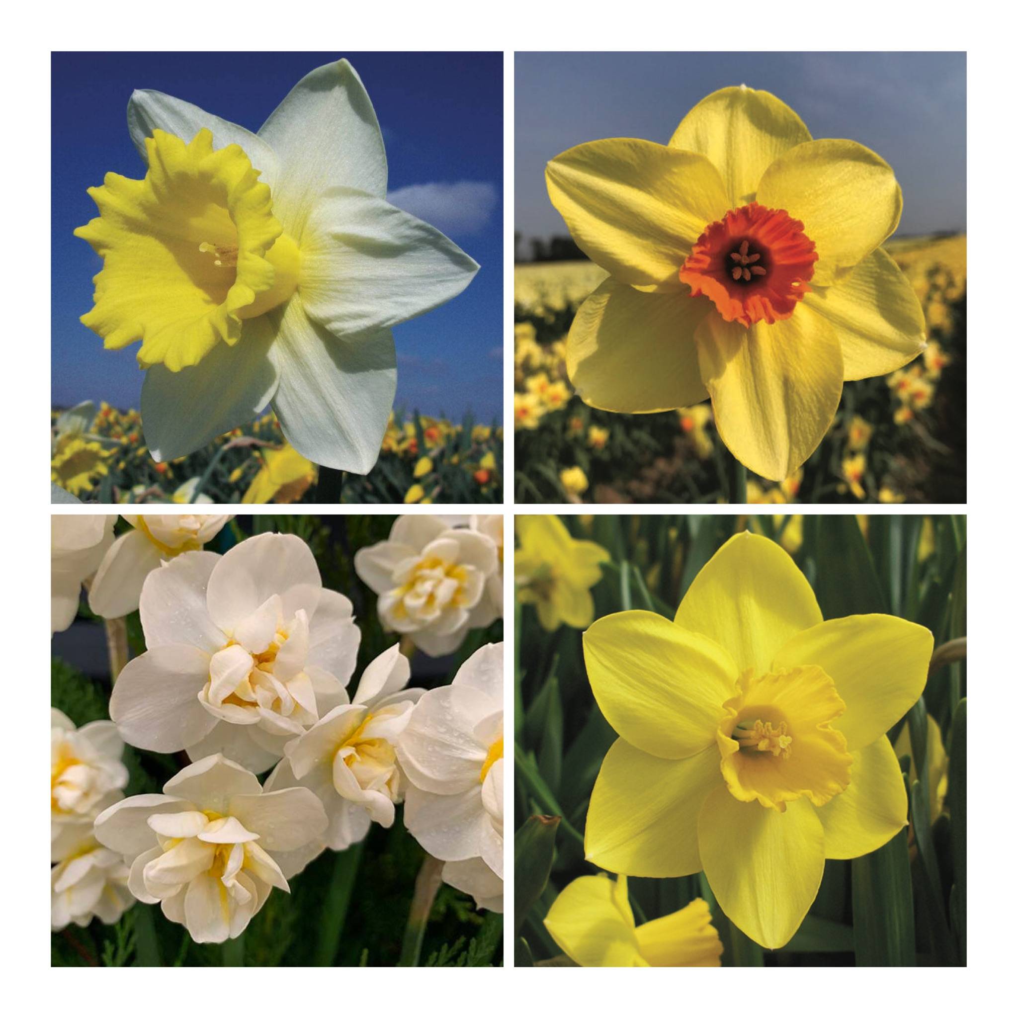 Daffodil Cut Flowers Collection Bulbs