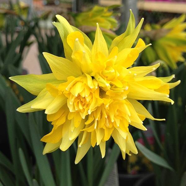 Daffodil Rip Van Winkle Bulbs
