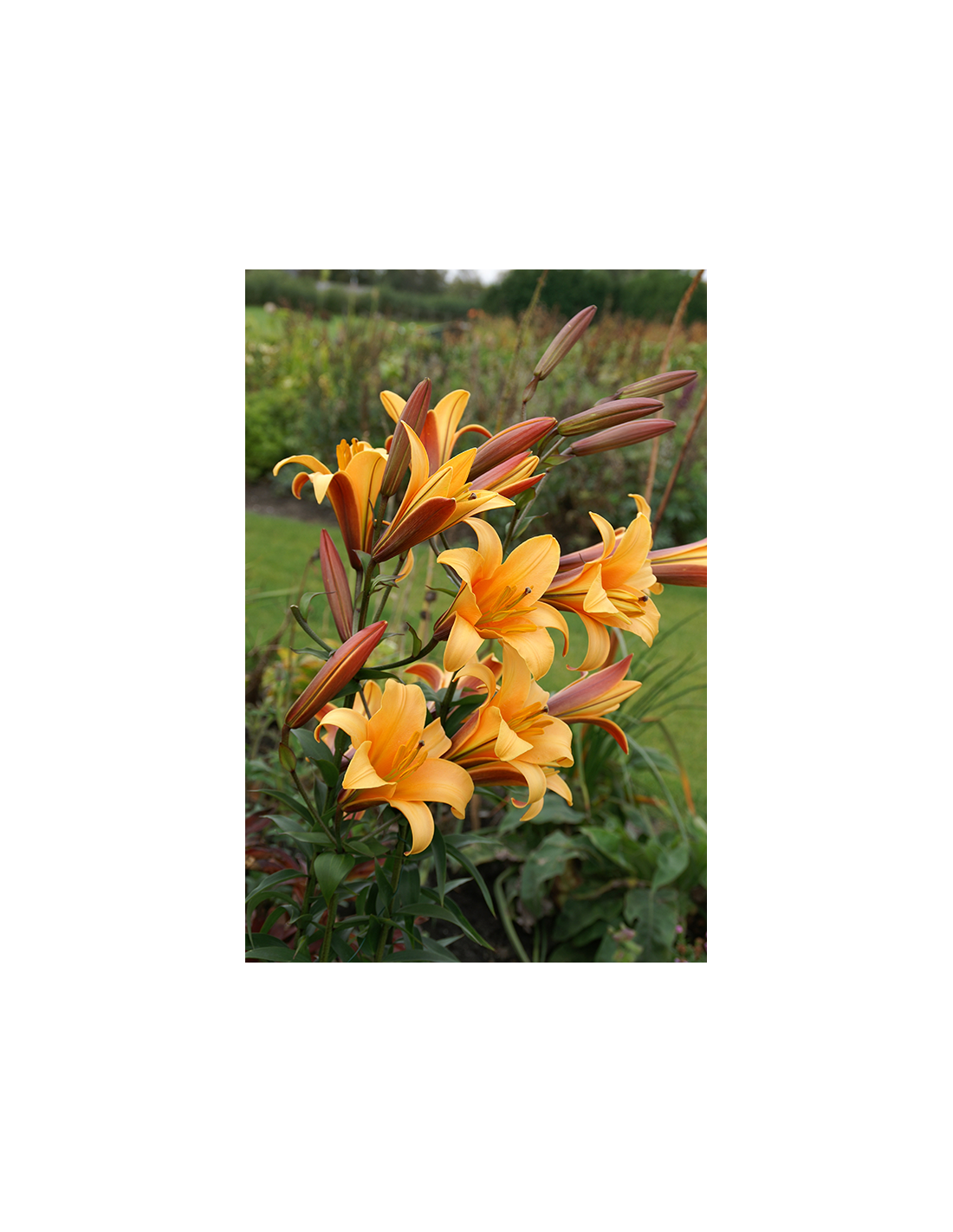 Orange Trumpetlilja Lilium longiflorum Bulbs.se