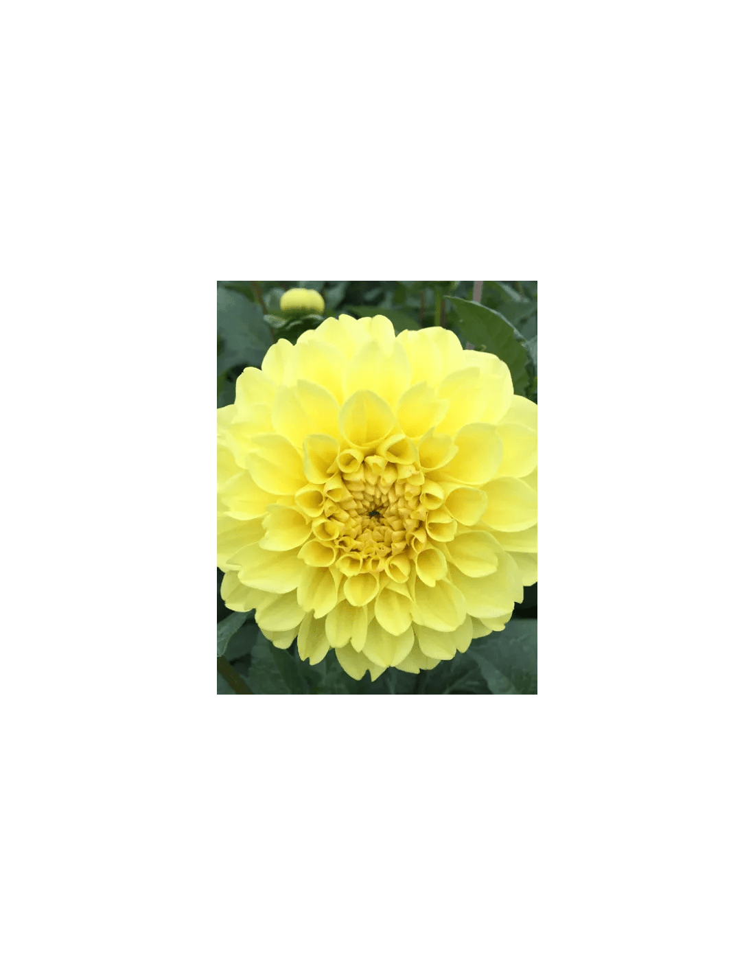 Yellow Symphony Dahlia Boll Dahlia Bulbs.se