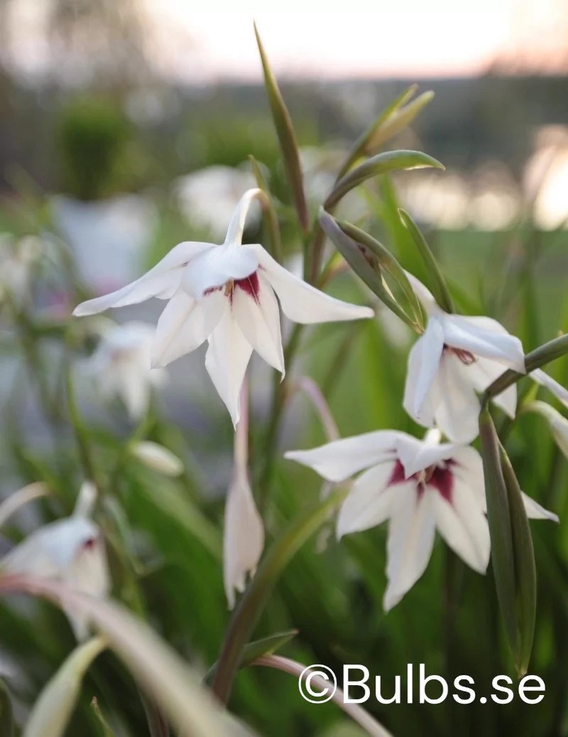 Doftlilja Gladiolus murielae Bulbs.se