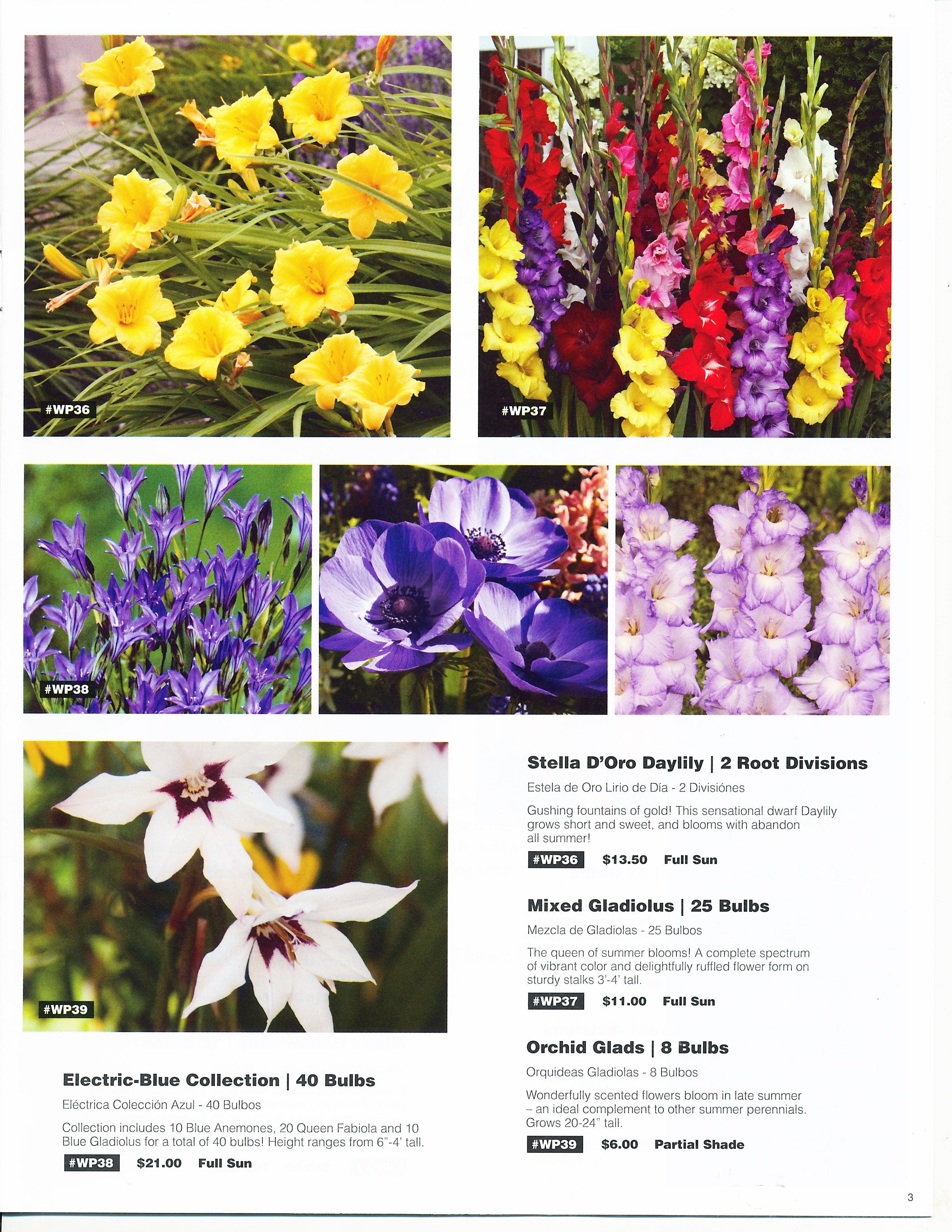 Bulbs For Change Flower bulb Fundraising for Spring and Fall