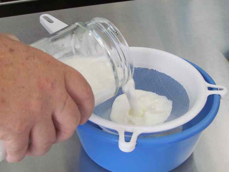 como cultivar bulgaros de leche