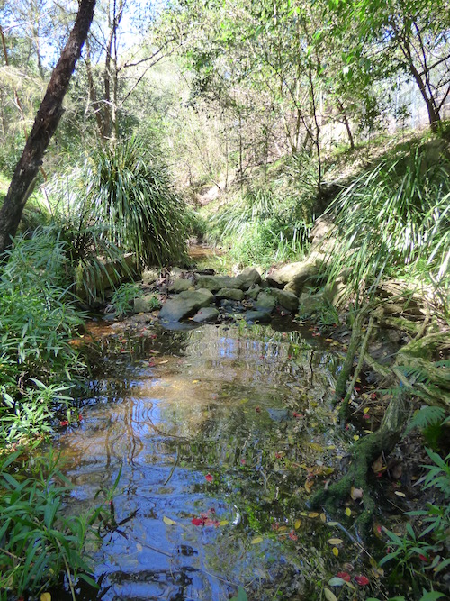 Perrin Creek Seven Hills Bushland Rehabilitation Group Bulimba Creek Catchment Coordinating