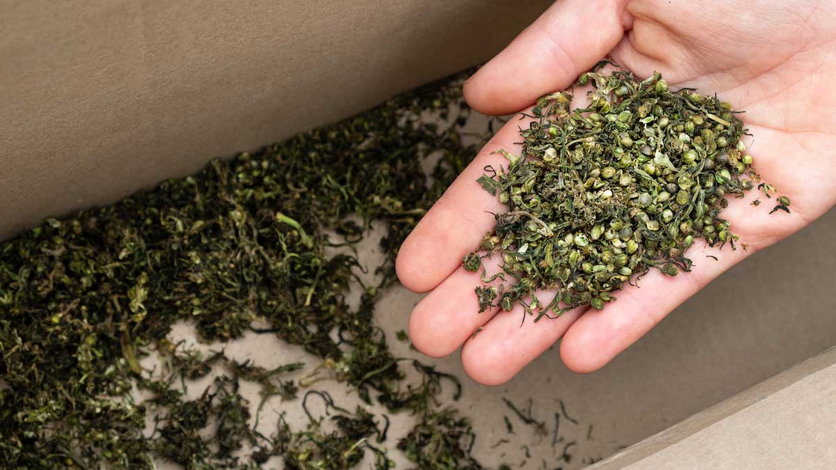 Your Ultimate Guide To Buying Hemp Seeds