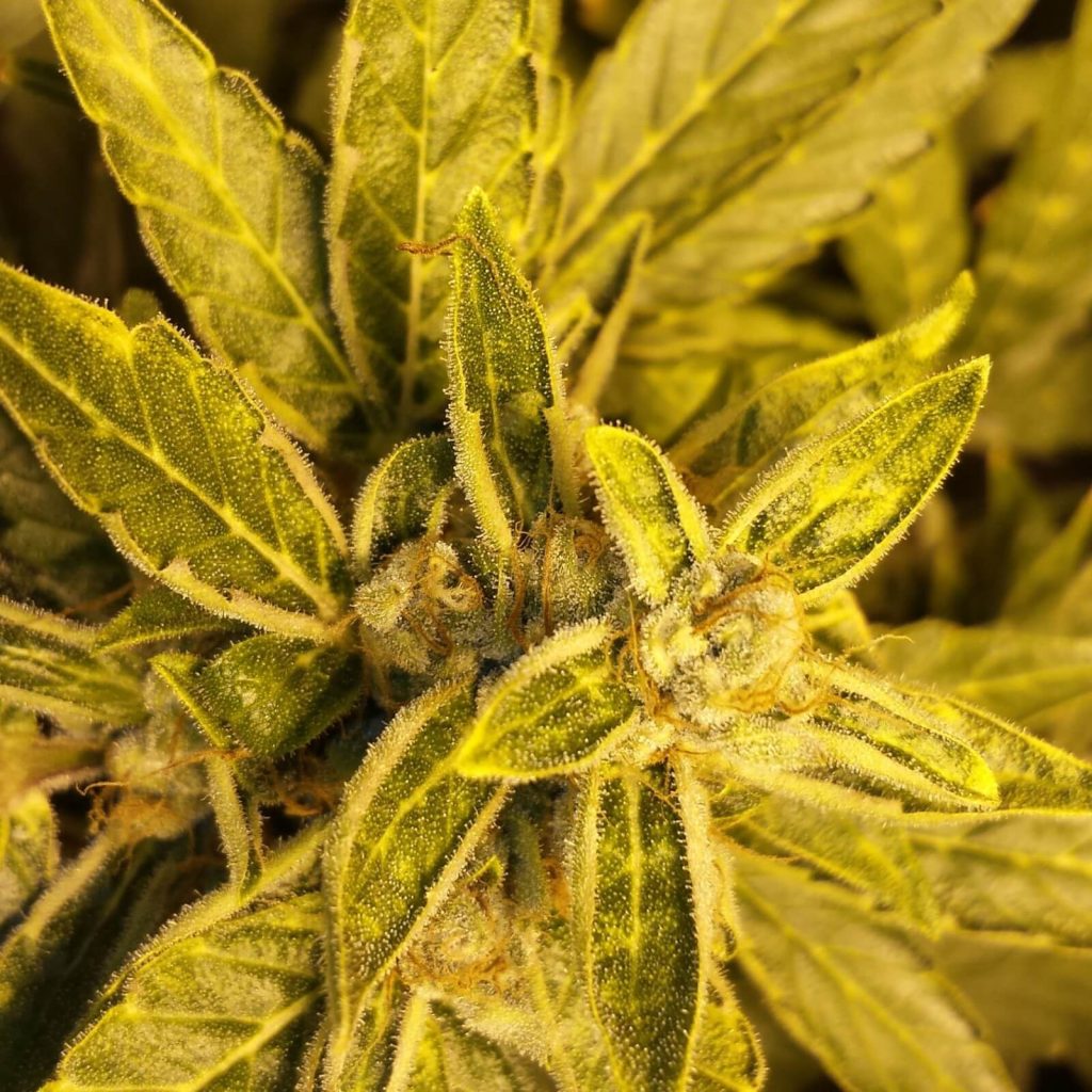 Bulk Autoflower Seeds ️ ¡The Best, at the Cheapest Price!