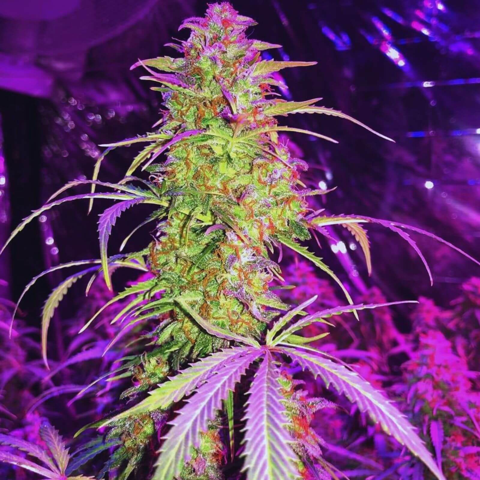 Las 10 Autoflorecientes Más Productivas de 2023 ️