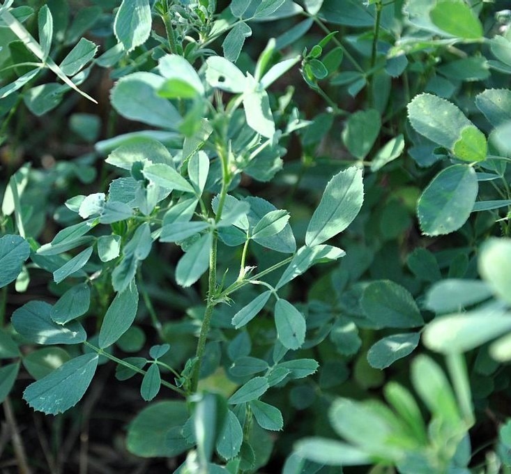 Alfalfa Plant Leaves