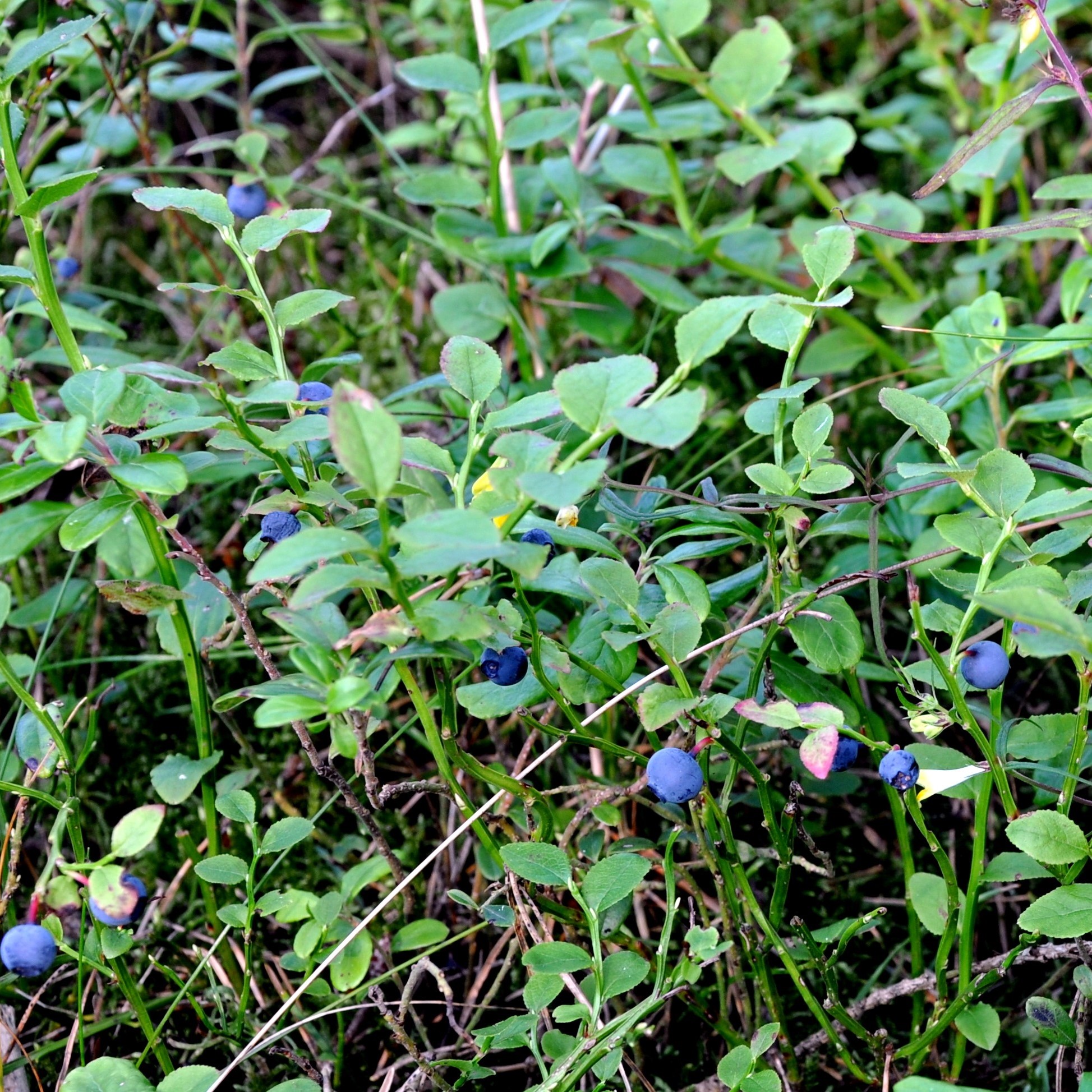 Bulk Bilberry Leaf Powder lb