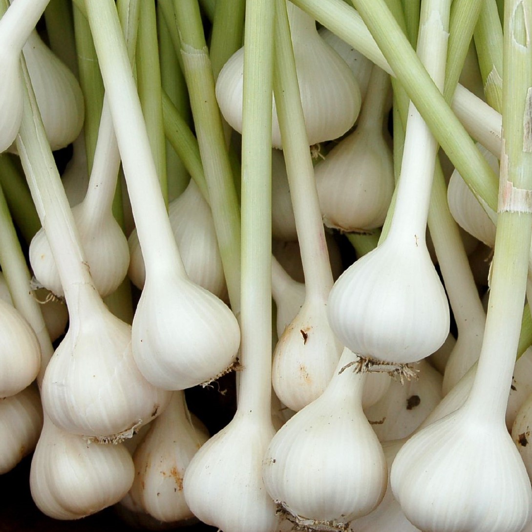 Bulk Garlic Granulated Organic lb