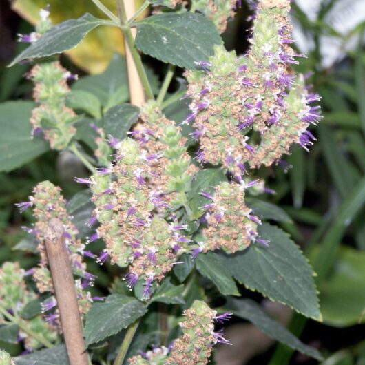 Bulk Patchouli Herb Flakes c/s