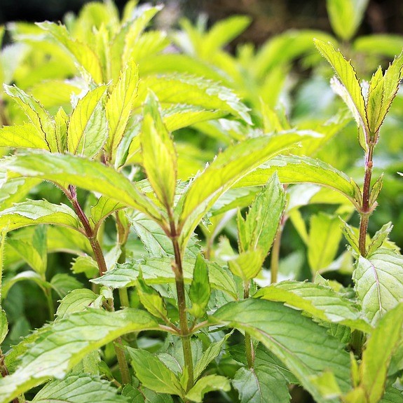 Bulk Peppermint Leaf c/s Organic lb