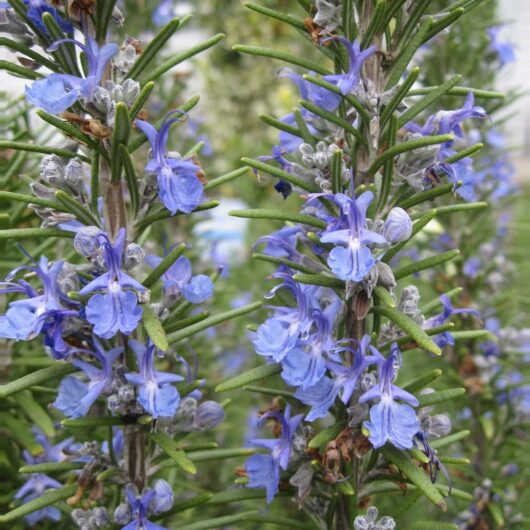 Bulk Rosemary Leaf Organic lb