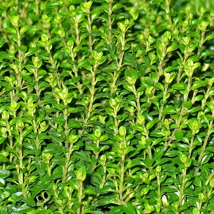 Bulk Thyme Leaf Ground lb