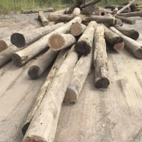 Timber Logs