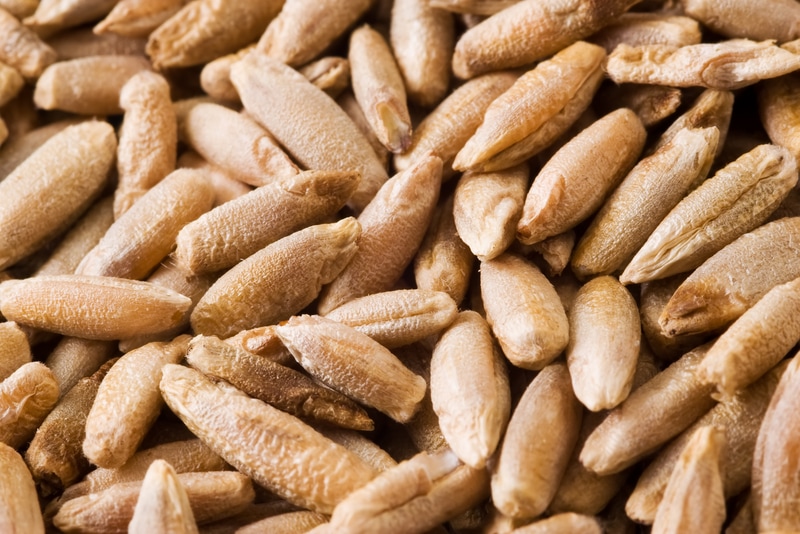 Organic Barley Berries Hulled 50 lbs. Bulk Nuts 4 You