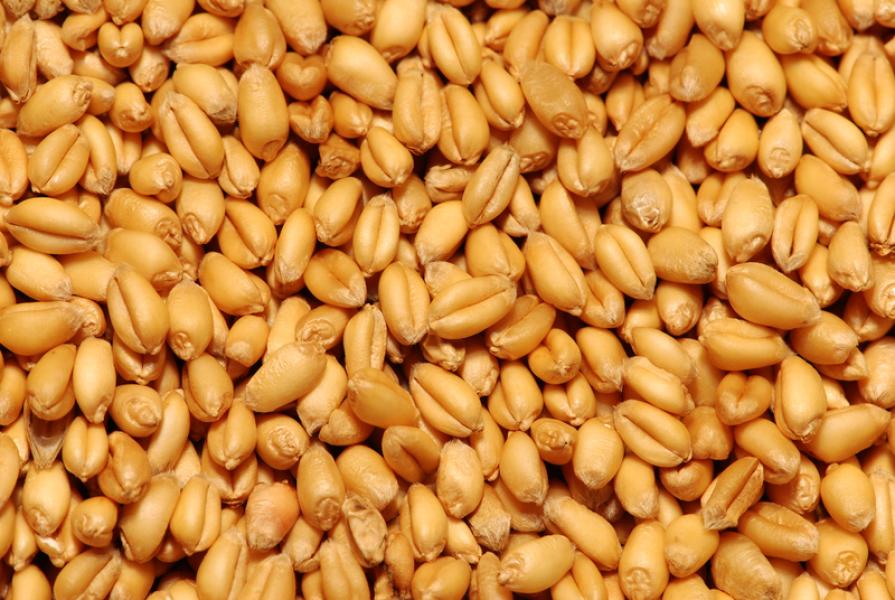 Barley, Pearled Organic 50 lbs. Bulk Nuts 4 You