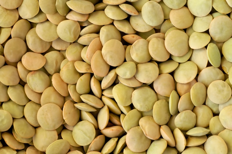 Lentils Green Organic 50 lbs. Bulk Nuts 4 You
