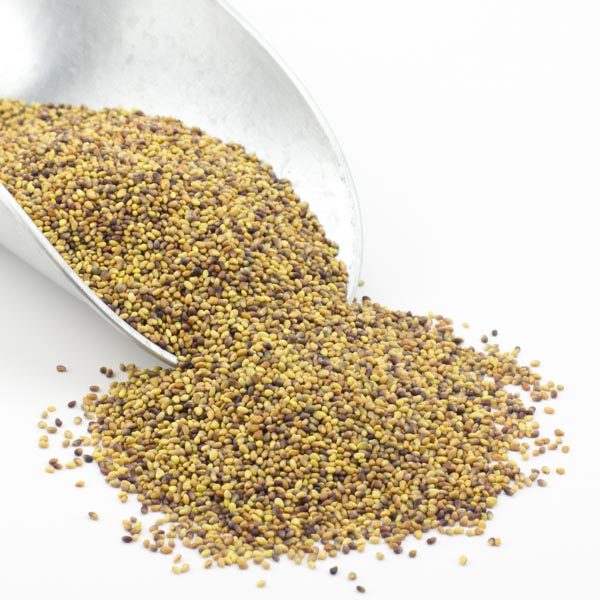 Bulk Organic Red Clover Seed Grow Fresh Sprouts at Home