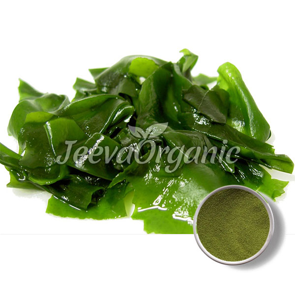 Bulk Kelp Extract Powder Supplier Top Kelp Extract Powder 51 Suppliers
