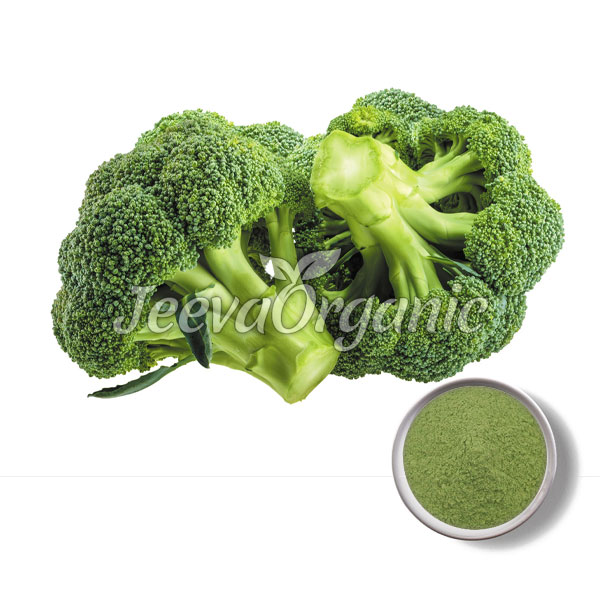 Broccoli Powder Supplier Bulk Broccoli Powder