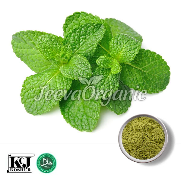 Peppermint Leaf Extract Supplier Bulk Peppermint Leaf Extract