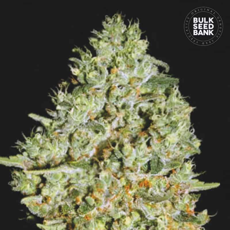 CRITICAL Bulk Seed Bank