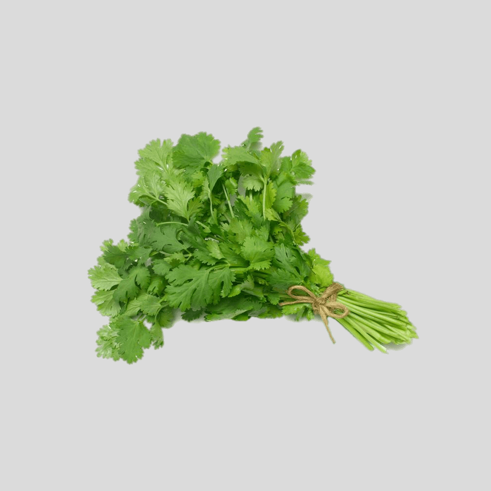CORIANDER LEAVES