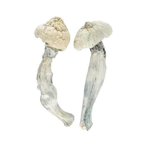 Albino Penis Envy Bulk Weed US