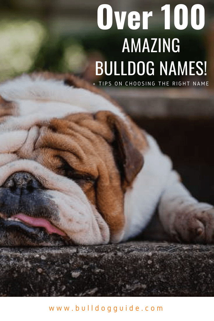 Over 100 Amazing Bulldog Names + Tips on Choosing the Right Name!