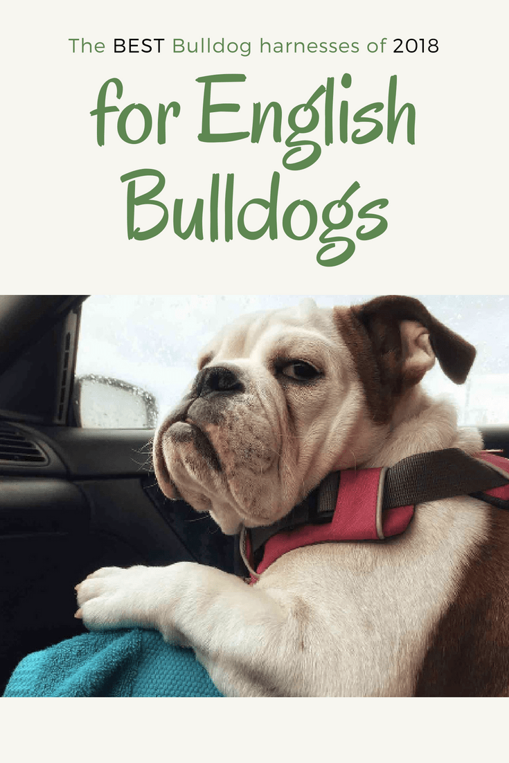 The Best Bulldog Harness for English Bulldogs Top 10 Picks