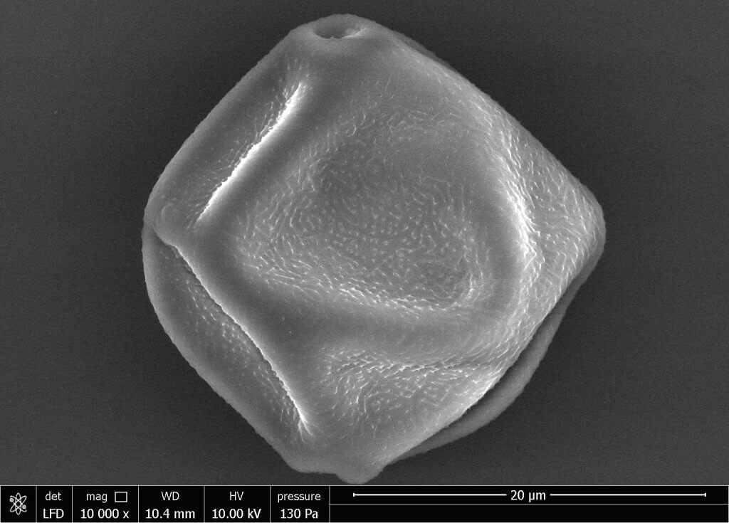 Pollen, Chemistry and Clouds CMOS Bulletin SCMO