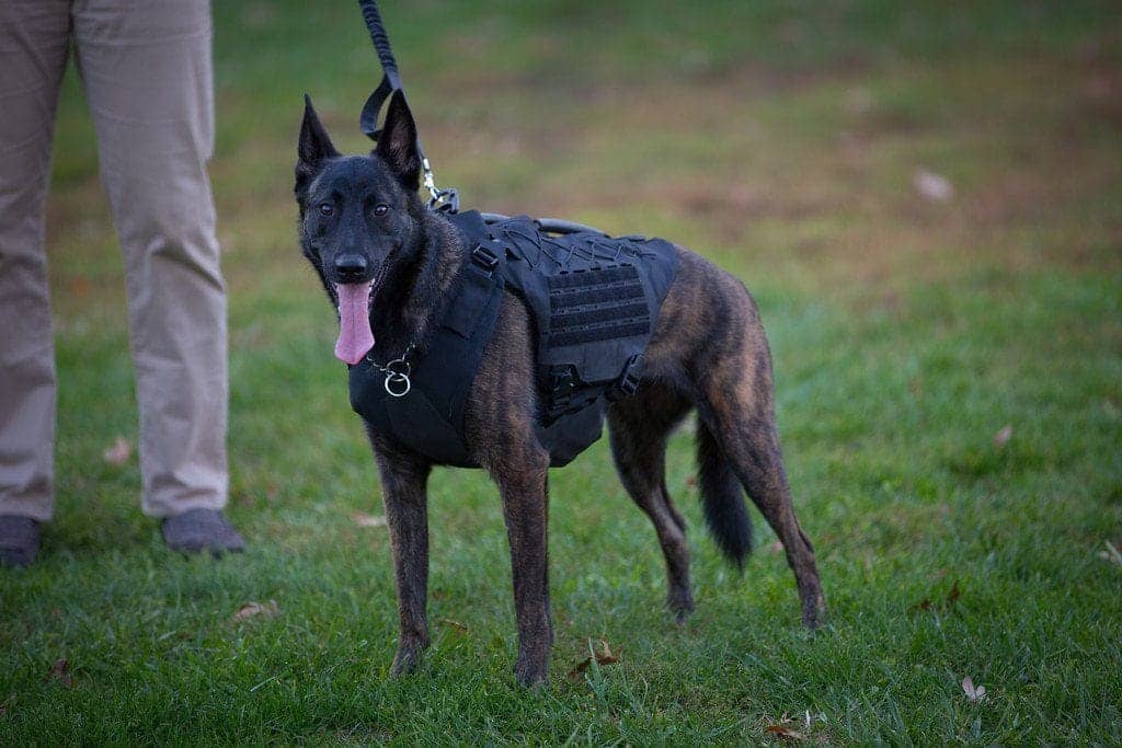 K9 Bulletproof Vest Bulletproof Vests for Dogs