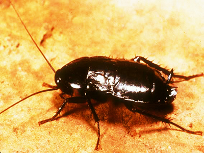 Anatomy of a Cockroach: Know your Enemy - Bullfrog Pest Management, Inc.