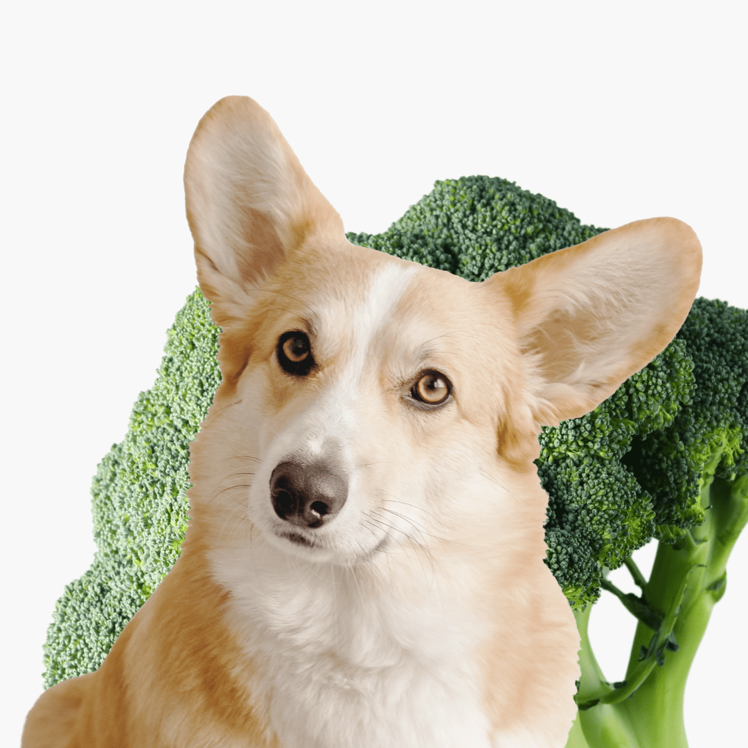 The Best Vegetables For Dog’s Diets BulliBone