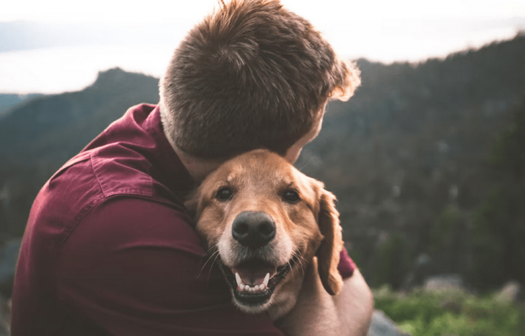 7 Best Pet Insurance Options In California Bullide