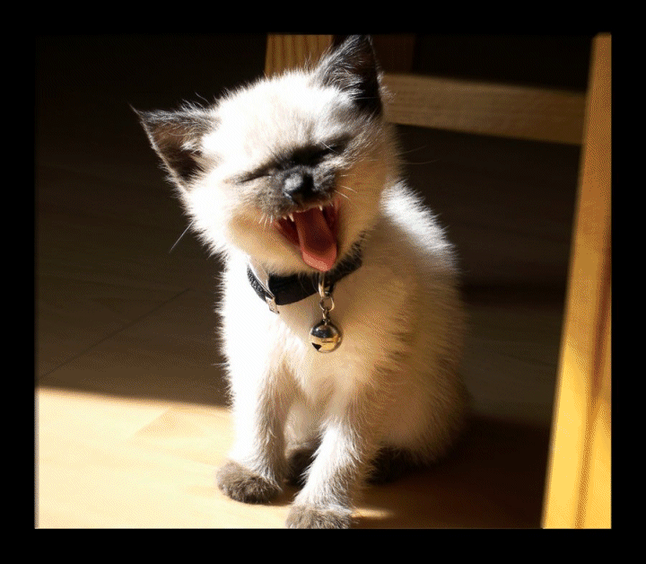 CHATS GIFS ANIMES Page 99