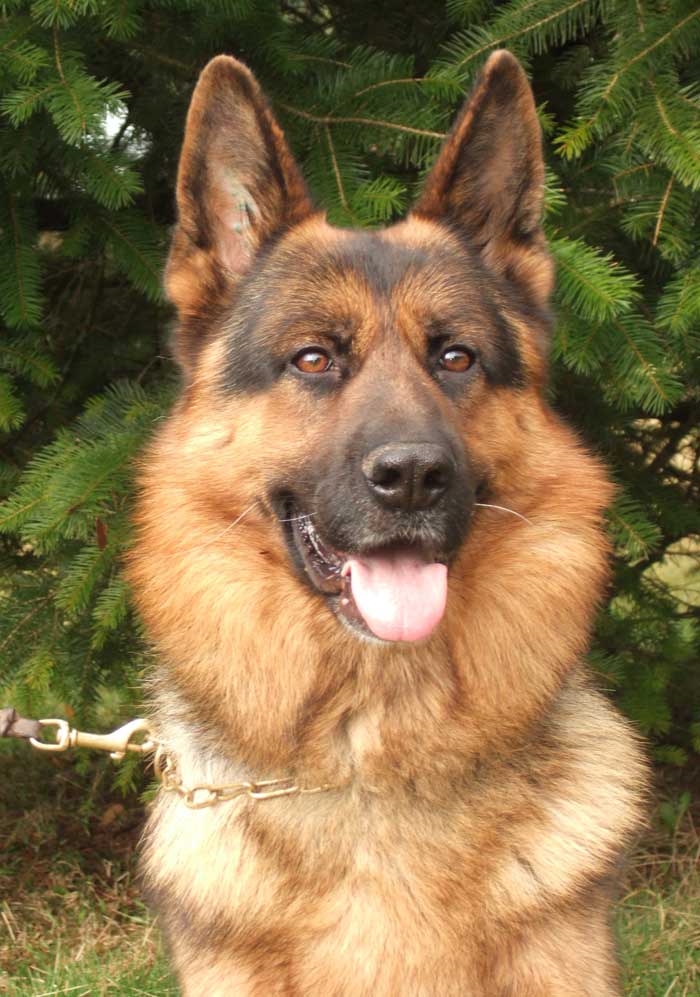 Stud Dogs, German Shepherd Dogs, German Shepherds Breeder