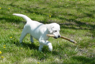 White Labrador Puppies For Sale | Bullis Lake Labradors