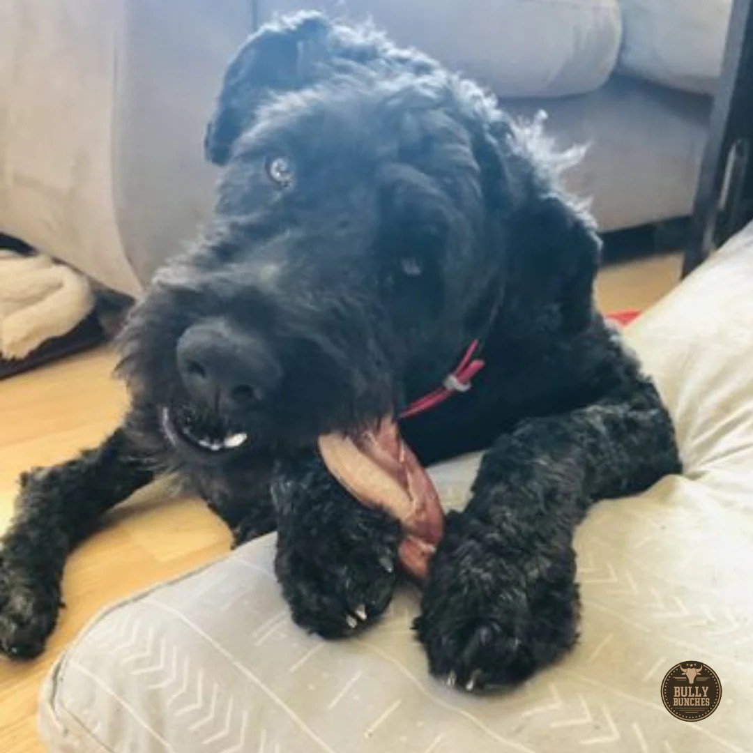 6 Inch Jumbo Braided Bully Stick Bully Bunches