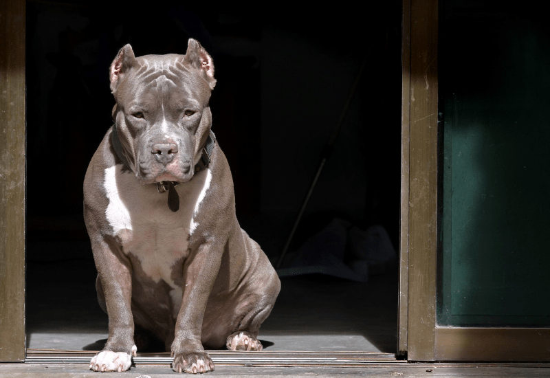 Pitbull Ear Cropping Risks And Why You Shouldn’t Do It